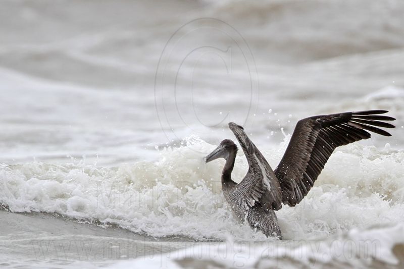 _MG_8193 Brown Pelican.jpg