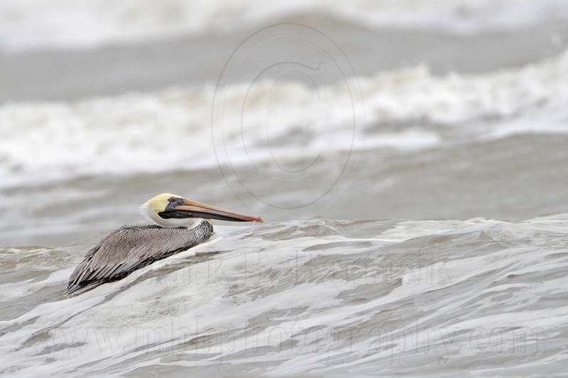 _MG_8730 Brown Pelican.jpg