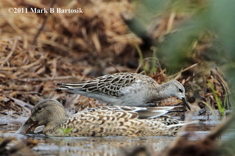_MG_7318 Ruff&Northern Shoveler.jpg