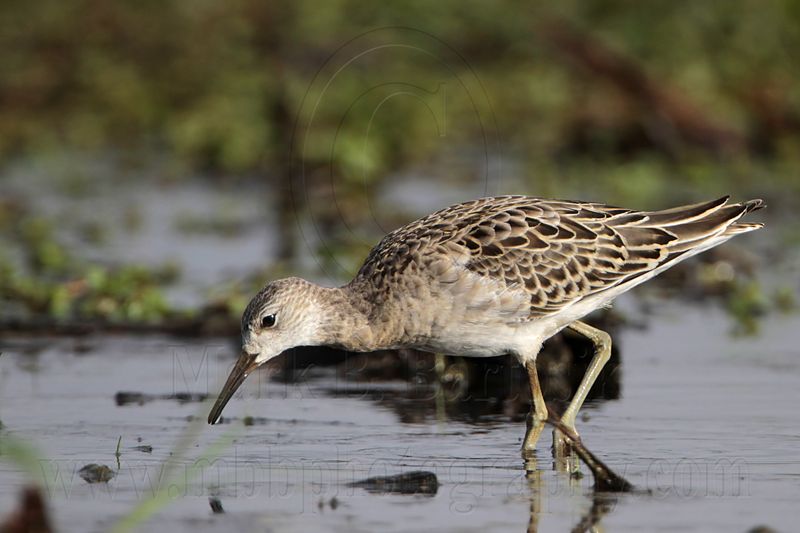 _MG_2363 Ruff.jpg