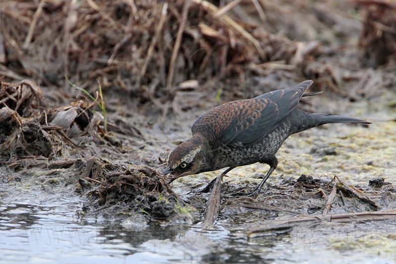 _MG_2603 Rusty Blackbird.jpg