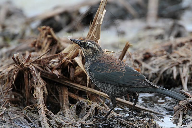 _MG_2914 Rusty Blackbird.jpg