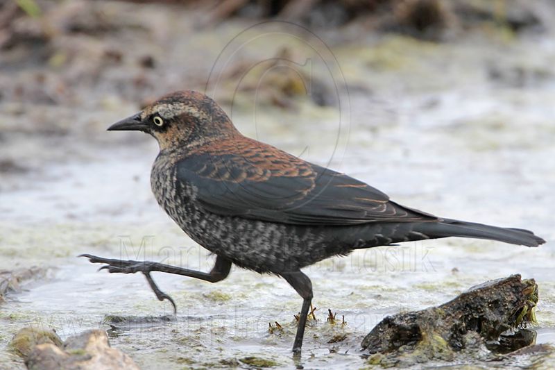 _MG_2988 Rusty Blackbird.jpg