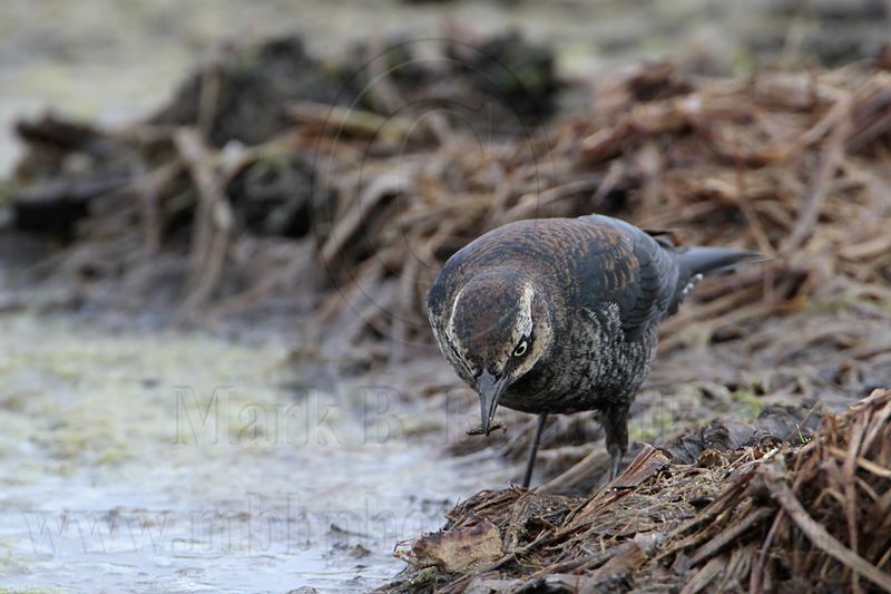 _MG_3017 Rusty Blackbird.jpg