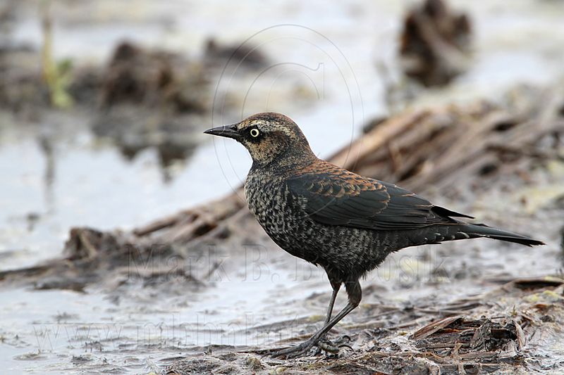 _MG_3142 Rusty Blackbird.jpg