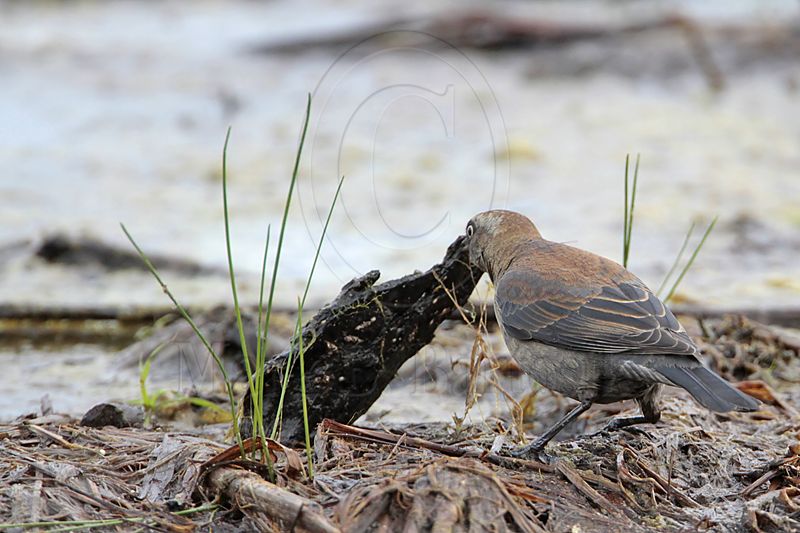 _MG_3466 Rusty Blackbird.jpg