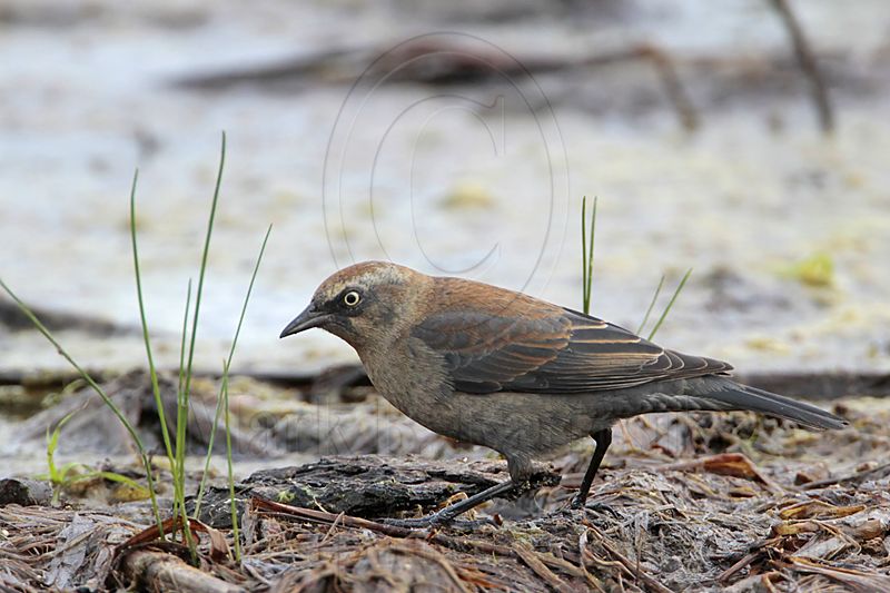 _MG_3478 Rusty Blackbird.jpg