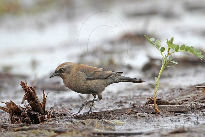 _MG_3556 Rusty Blackbird.jpg