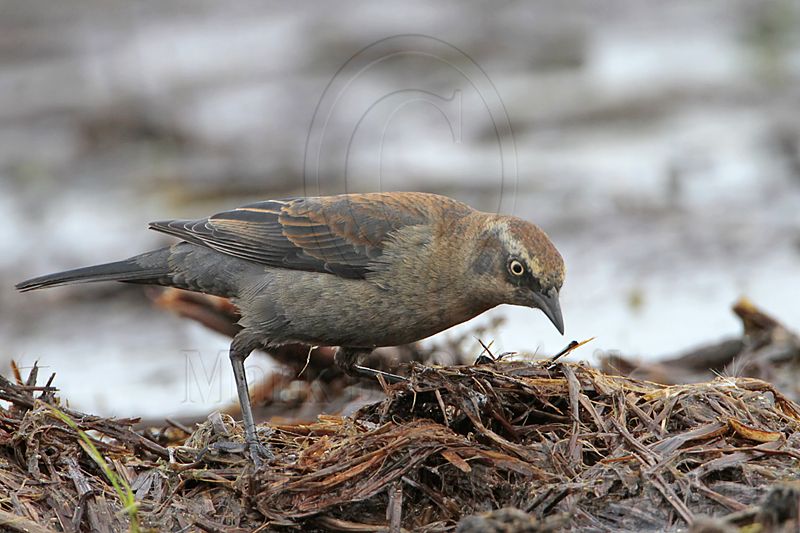 _MG_3653 Rusty Blackbird.jpg