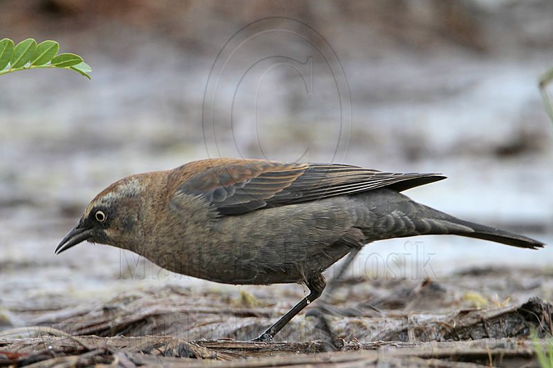 _MG_3717 Rusty Blackbird.jpg