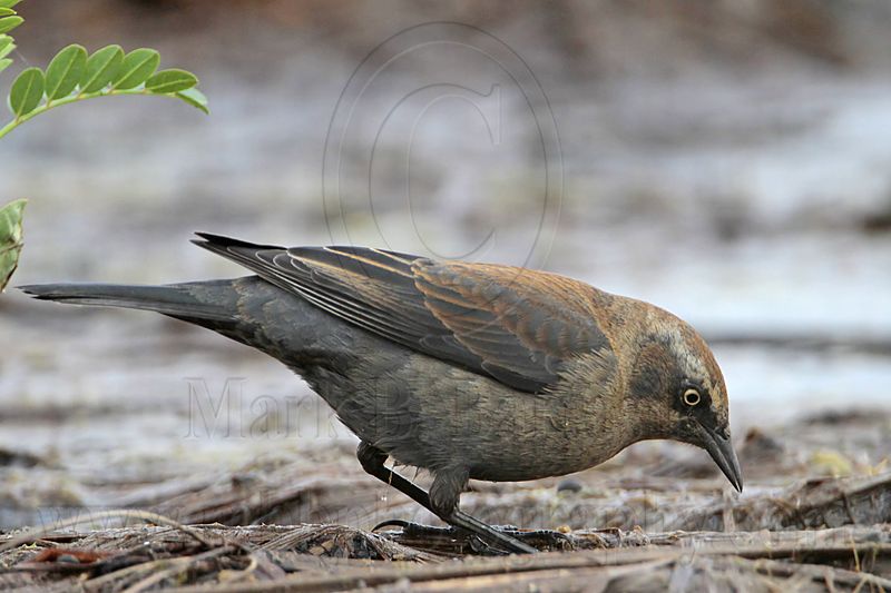 _MG_3727 Rusty Blackbird.jpg