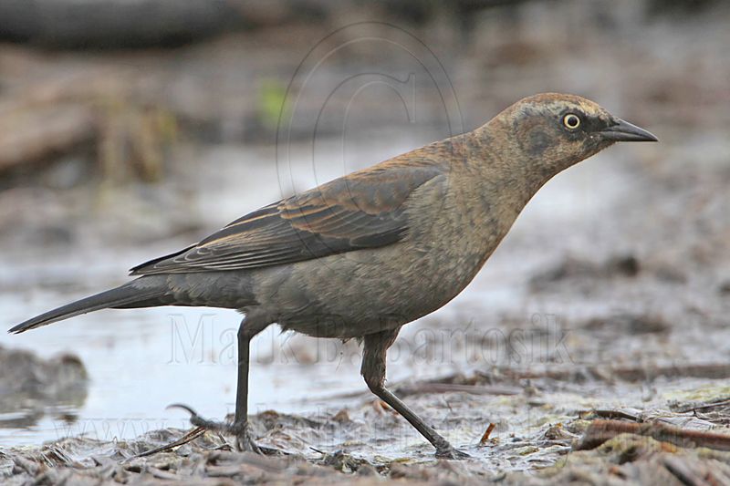 _MG_3754 Rusty Blackbird.jpg
