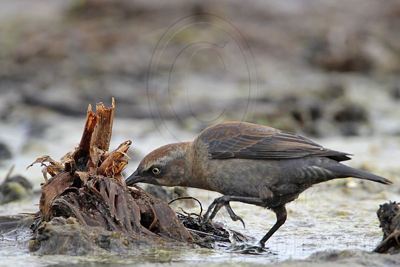 _MG_3762 Rusty Blackbird.jpg