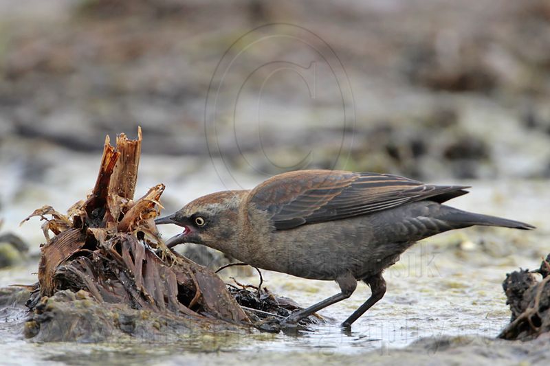_MG_3763 Rusty Blackbird.jpg