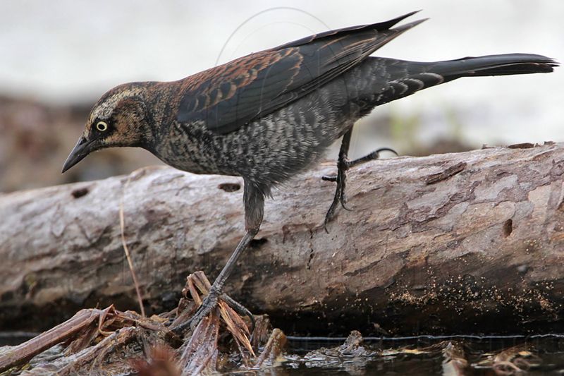 _MG_3876 Rusty Blackbird.jpg