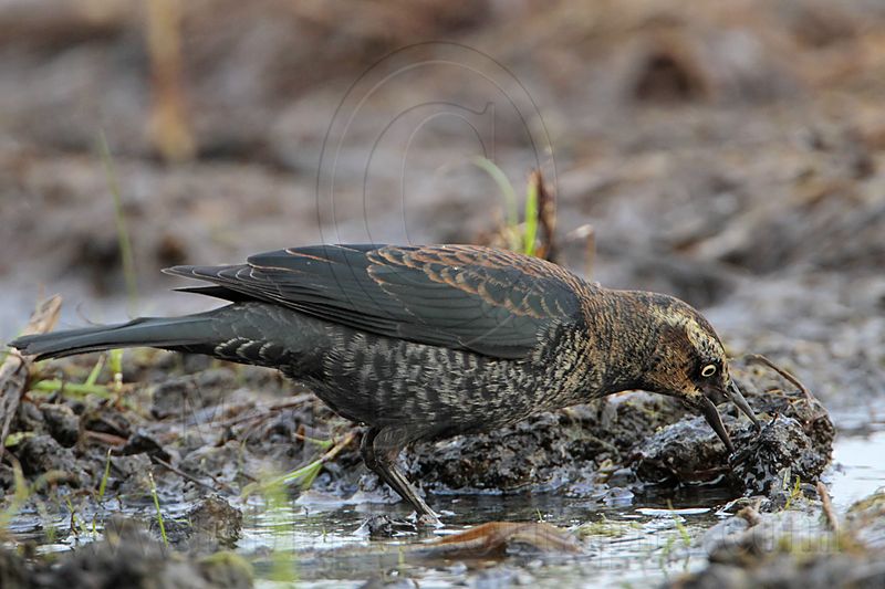 _MG_3953 Rusty Blackbird.jpg