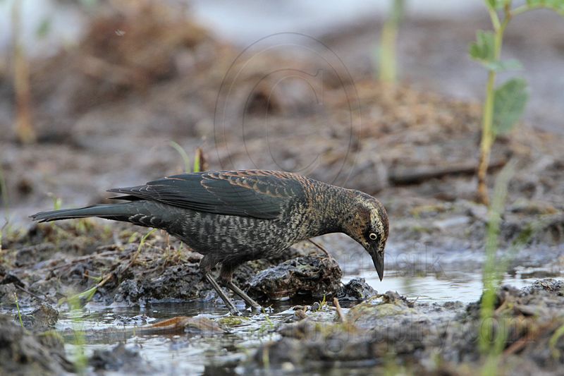 _MG_3958 Rusty Blackbird.jpg