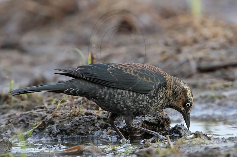 _MG_3963 Rusty Blackbird.jpg