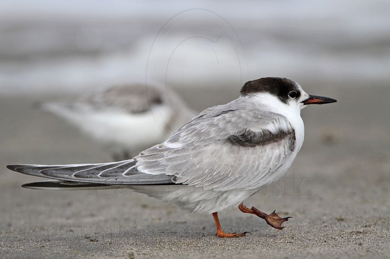 _MG_9909 Common Tern.jpg