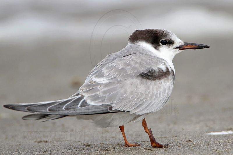_MG_9923 Common Tern.jpg