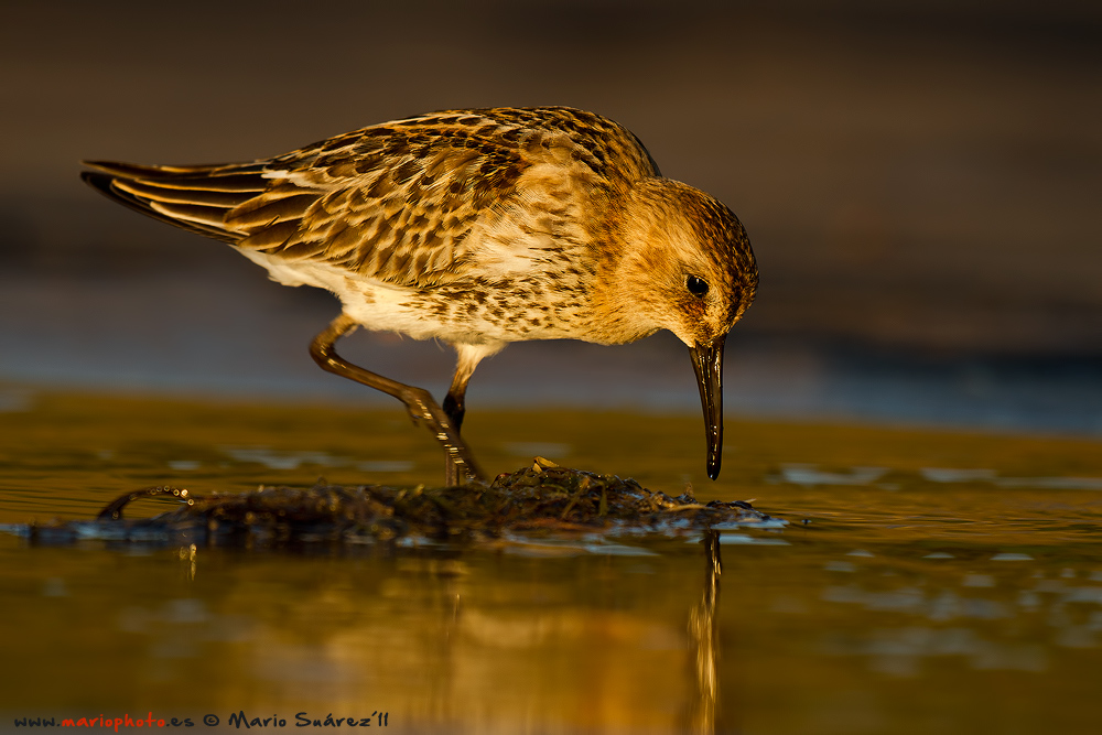 Last lights on the dunlin.