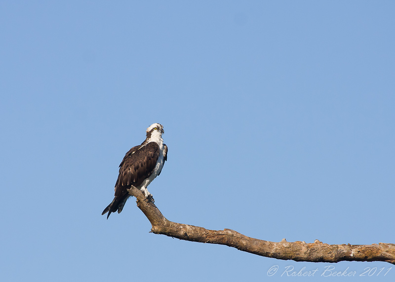 Osprey