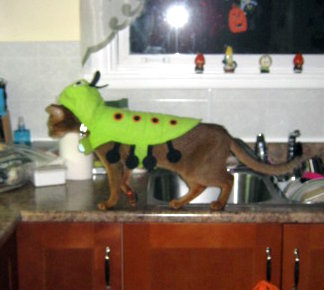 eeewwwww... there's a centipede on the kitchen counter