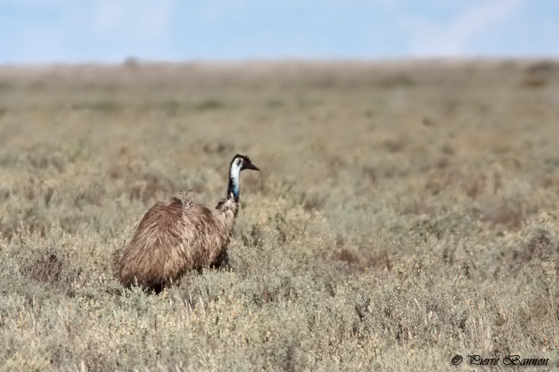 meu dAustralie (Emu)
