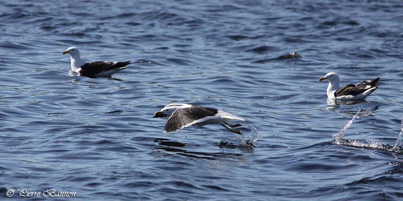 Goland dominicain (Kelp Gull)