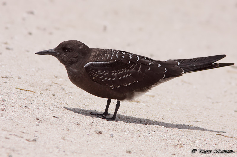 Sterne fuligineuse (Sooty Tern)