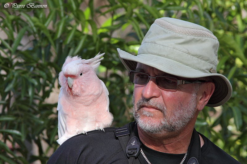 Cacatos de Leadbeater (Pink Cockatoo)