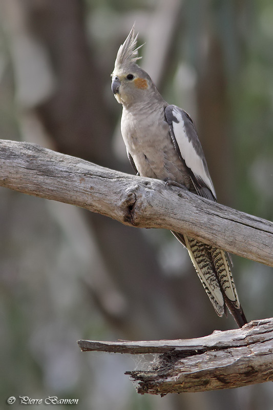 Calopsitte lgante (Cockatiel)