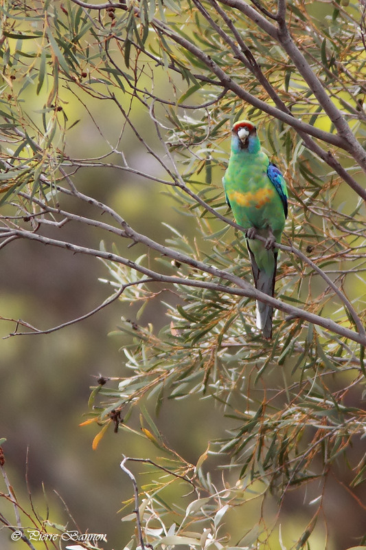Perruche  collier jaune (Mallee Ringneck)