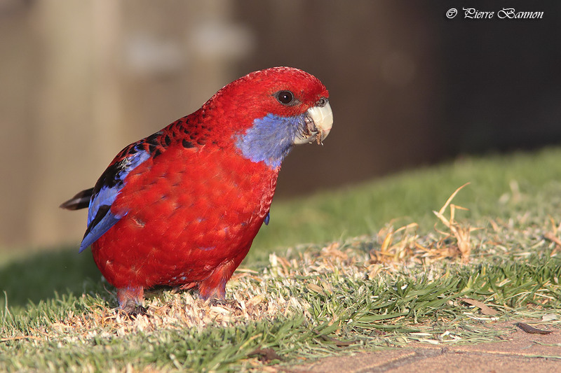 Perruche de Pennant (Crimson Rosella)