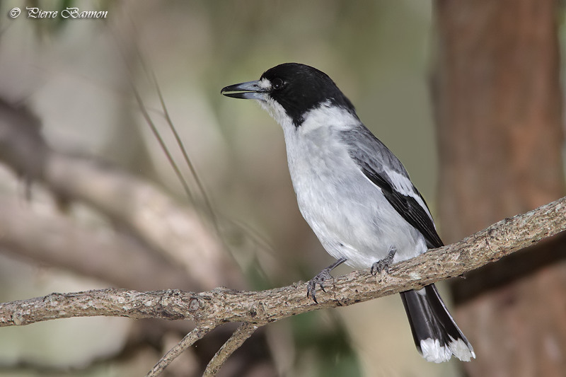 Cassican  collier (Gray Butcherbird)