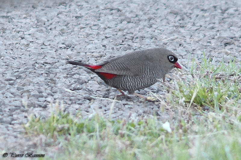 Diamant  queue-de-feu (Beautiful Firetail)