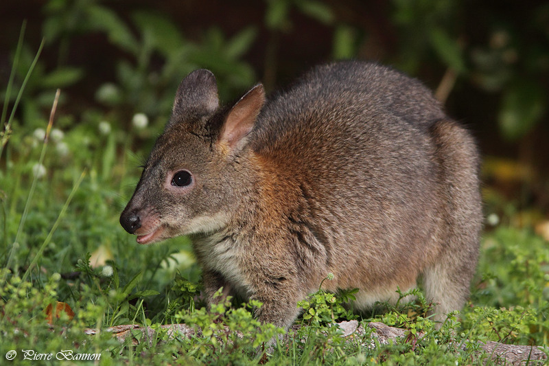 Wallaby  cou rouge (Red-necked Wallaby)