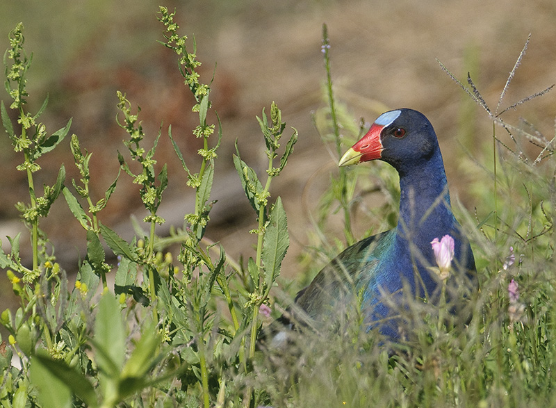 Purple Gallinule