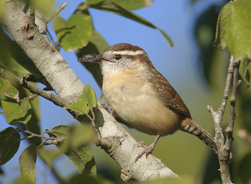 Carolina Wren