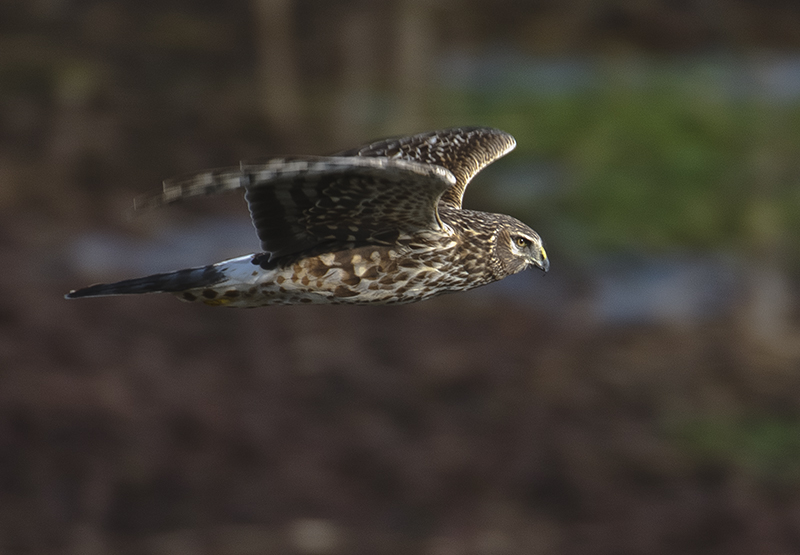 Northern Harrier