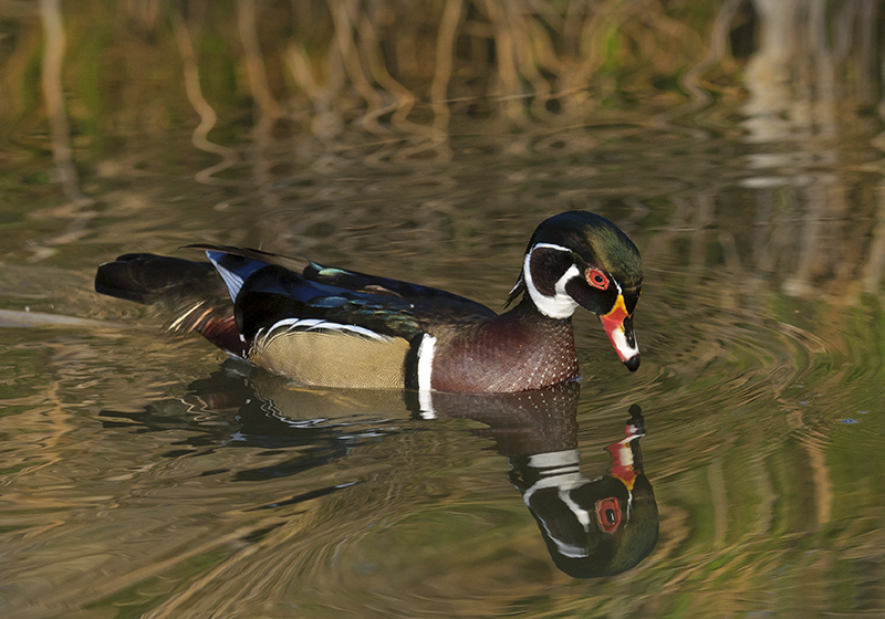 Wood Duck