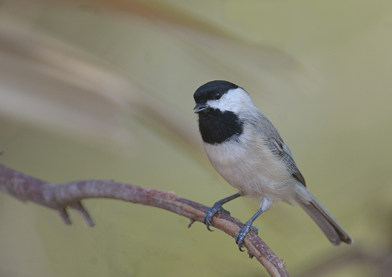 Carolina Chickadee