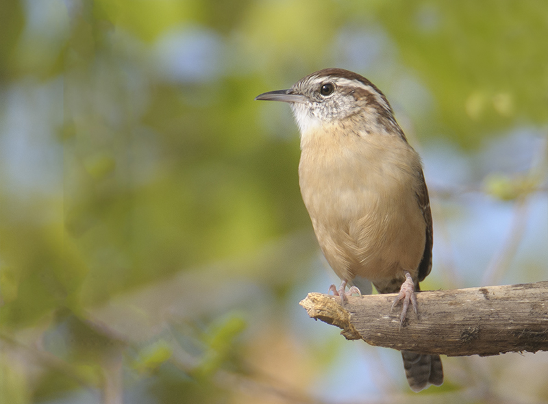 Carolina Wren