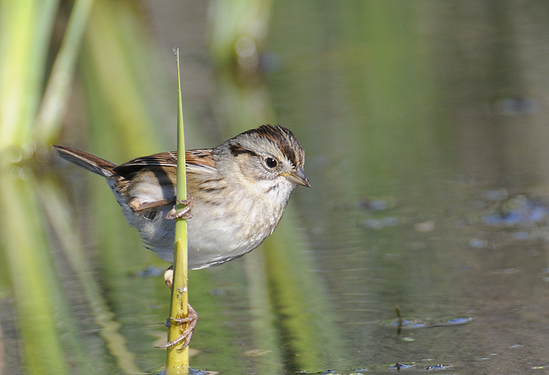 Swamp Sparrow
