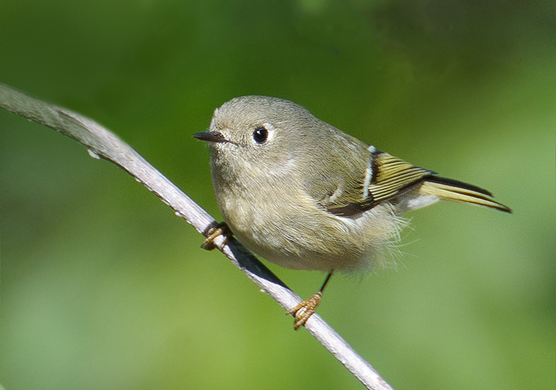 Ruby-crowned Kinglet