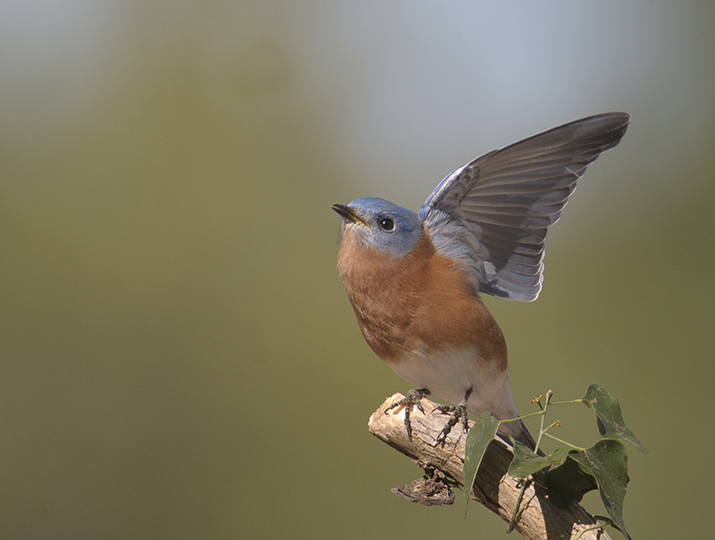 Eastern Bluebird