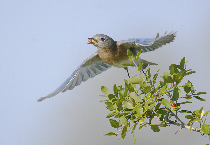 Eastern Bluebird