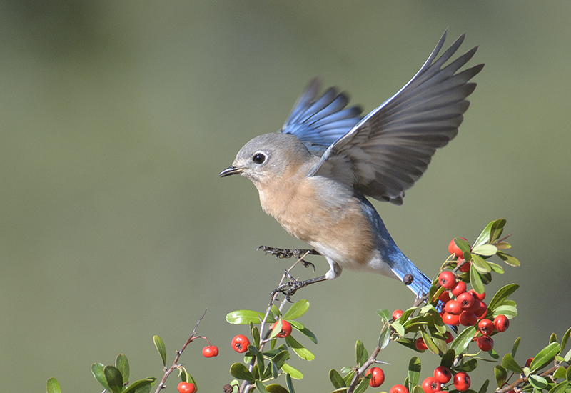 Eastern Bluebird