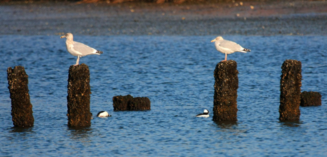 Herring Gulls & Buffleheads