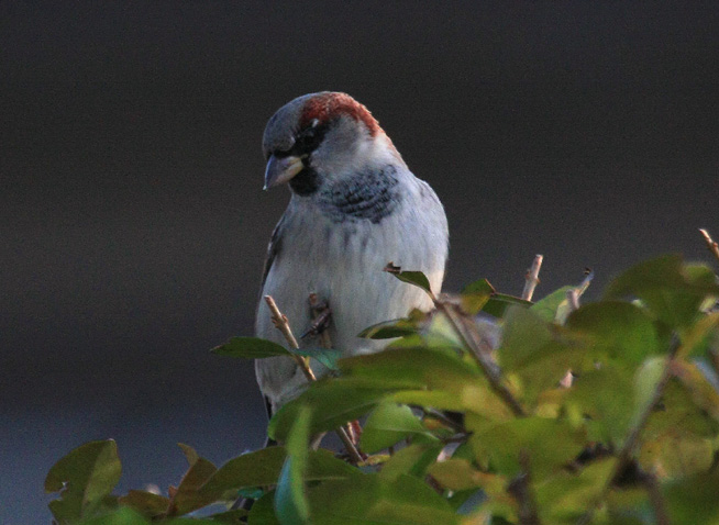 House Sparow